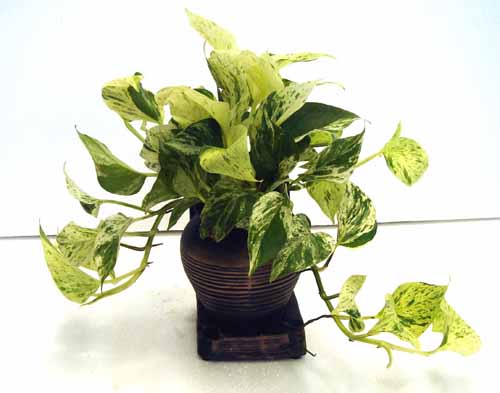 什么花属于吸毒植物,分享五款吸毒植物选盆搬回家吧