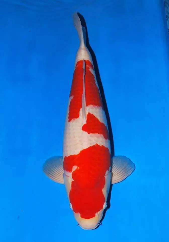 锦鲤养殖方法小视频,锦鲤的养殖方法和注意事项大全