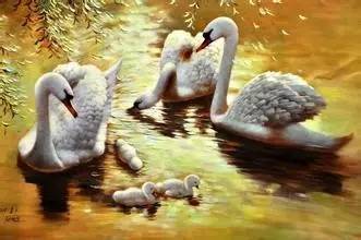 库尔的野天鹅|叶芝