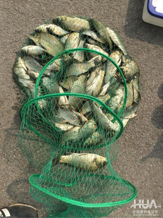 一味浮漂和小凤仙浮漂哪家的好,一味浮漂多少钱一个