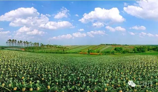 怎么分别凤梨和菠萝,凤梨和菠萝是同一个品种吗