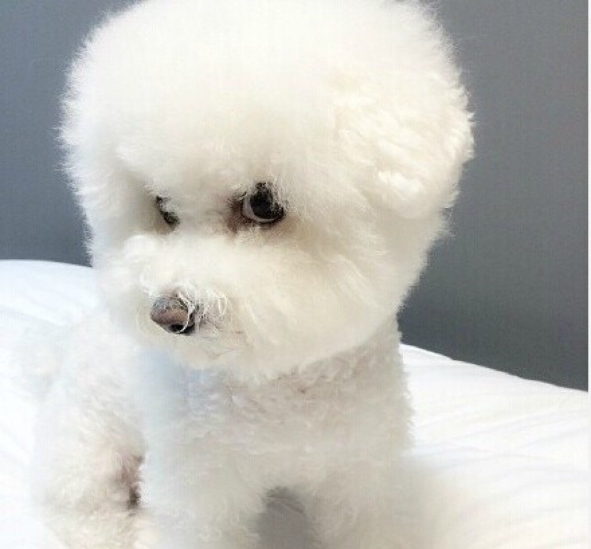 宠物兽医怎么选,兽医教你养贵宾