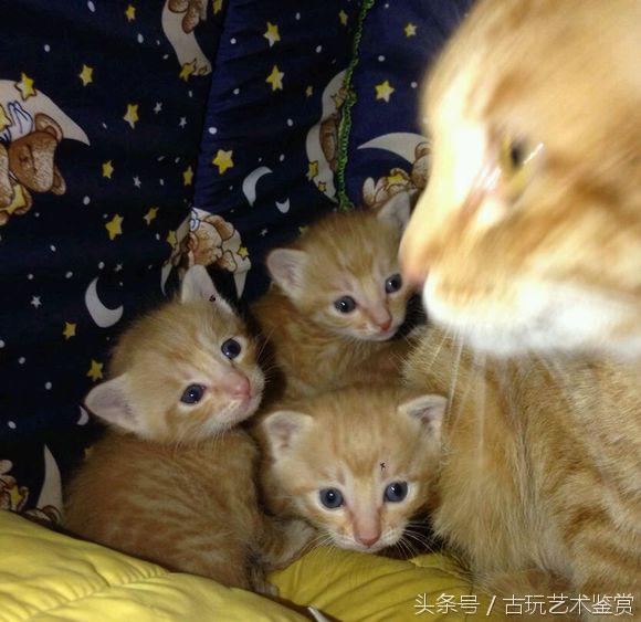 家有小孩猫要打什么疫苗,家有宝宝有猫毛怎么处理