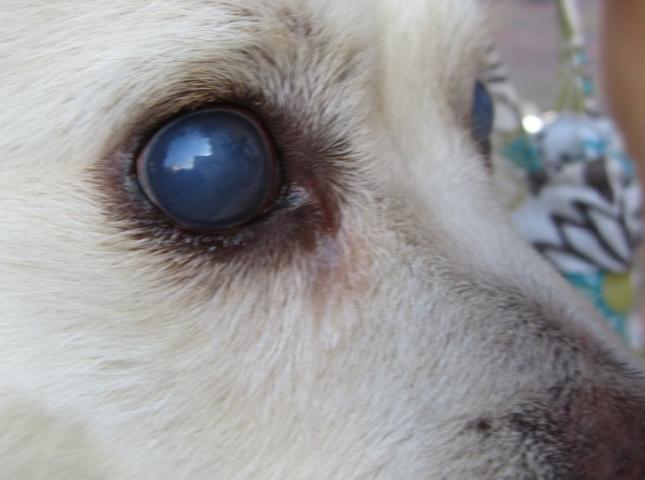 狗狗一直喝水然后吐带血,狗总是吐黄水食欲很好大便正常