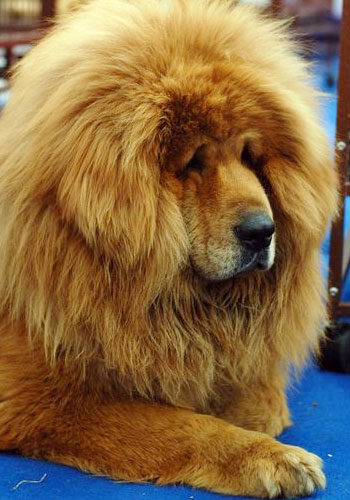 狗狗的10个征兆和表现,狗狗常见疾病及解决方法