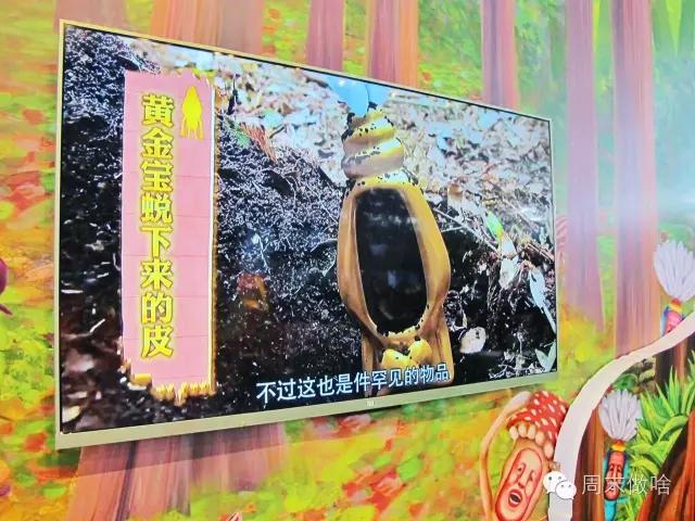 传说中的“丑萌界”鼻祖屁桃君，它终于来魔都啦！