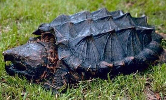 鳄龟的养殖前景怎样,鳄龟怎么养殖成巨头