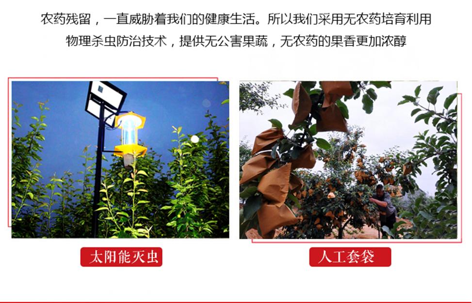 大山深处的好苹果,大山里优质苹果