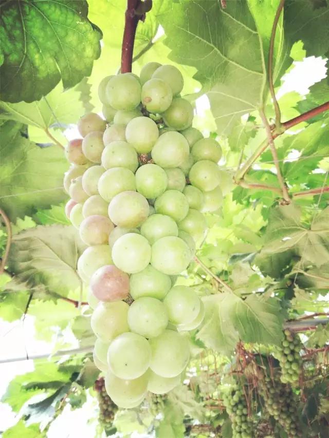 暑假去哪儿到白坭采摘夏日味道,暑假去哪玩新疆