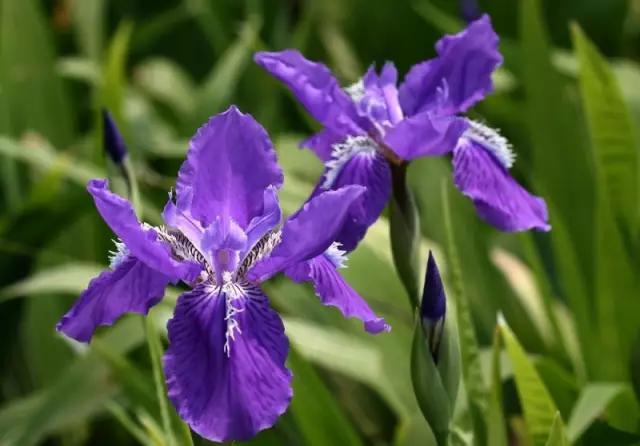 各国的国花及象征的寓意,全国各国的国花以及花语