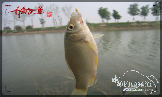 马踏湖国家湿地公园远足,马踏湖国家湿地公园游览路线