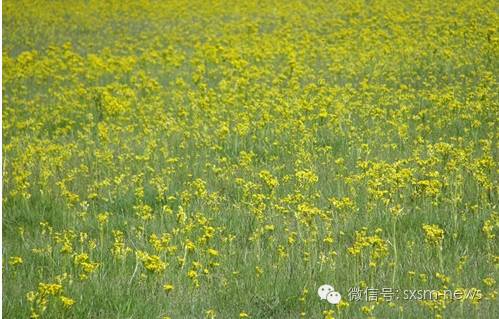 炎炎夏日，小伙伴们神木这几处清凉避暑胜地你去了吗？