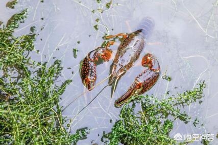 湾塘谷小龙虾报价,小龙虾养殖技术一亩地多少利润