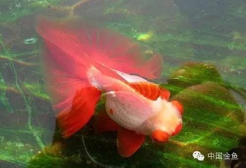 龙眼金鱼和蝶尾金鱼有什么区别,大尾金鱼品种图谱大全