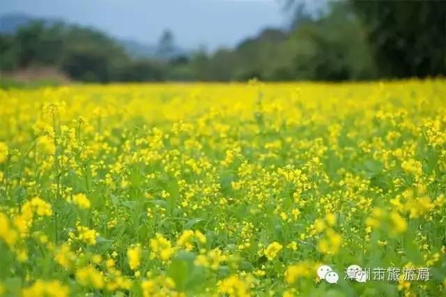 云霄镇攻略,云霄旅游线路攻略图大全