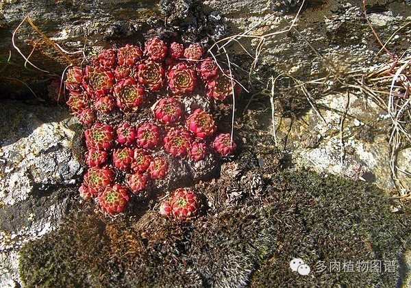 韩国精美多肉,欧美风多肉