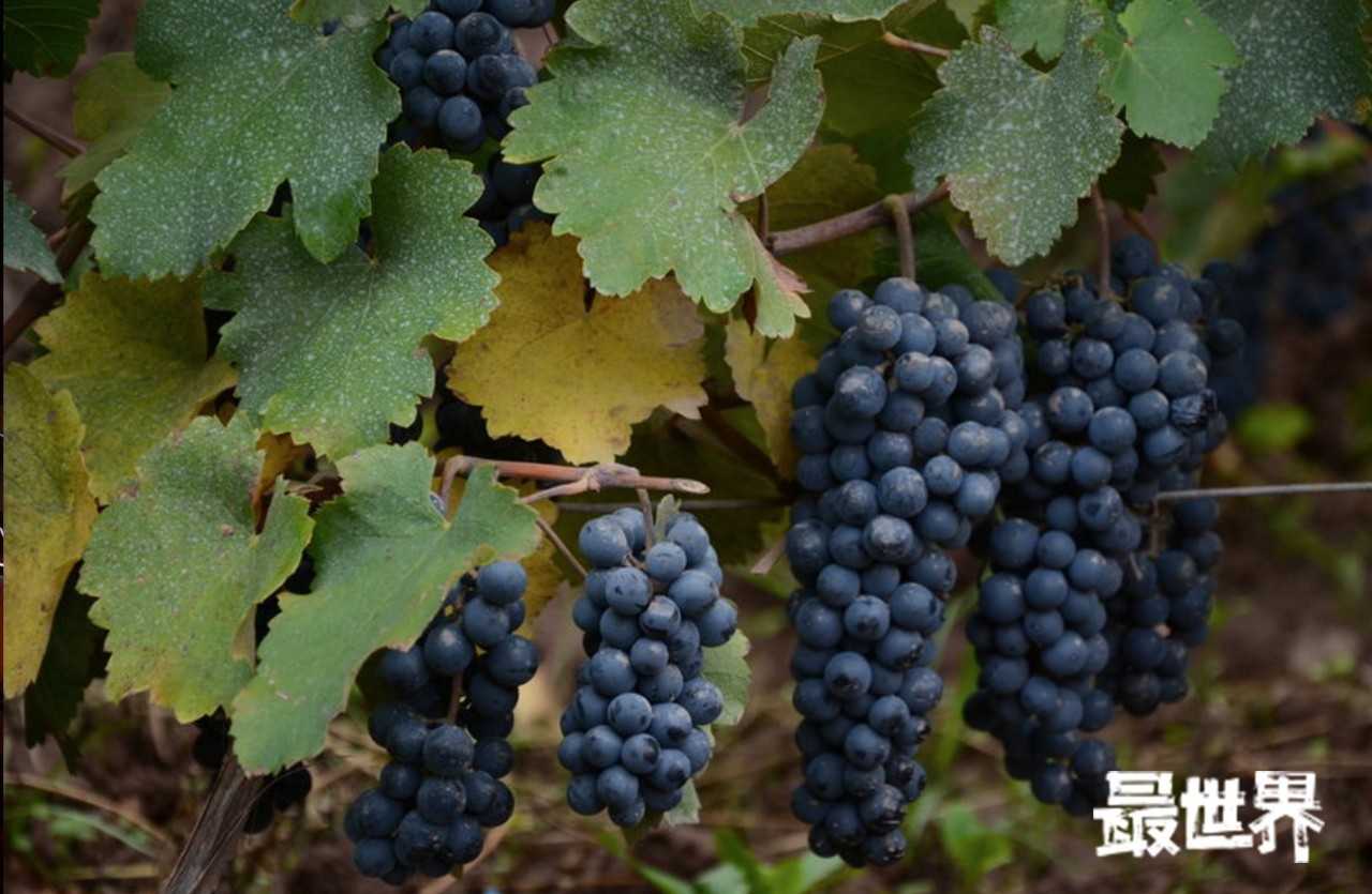 阿根廷免签？美女美酒英雄们，我来啦！