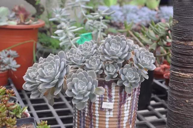 多肉长残了怎么补救,荔湾区多肉