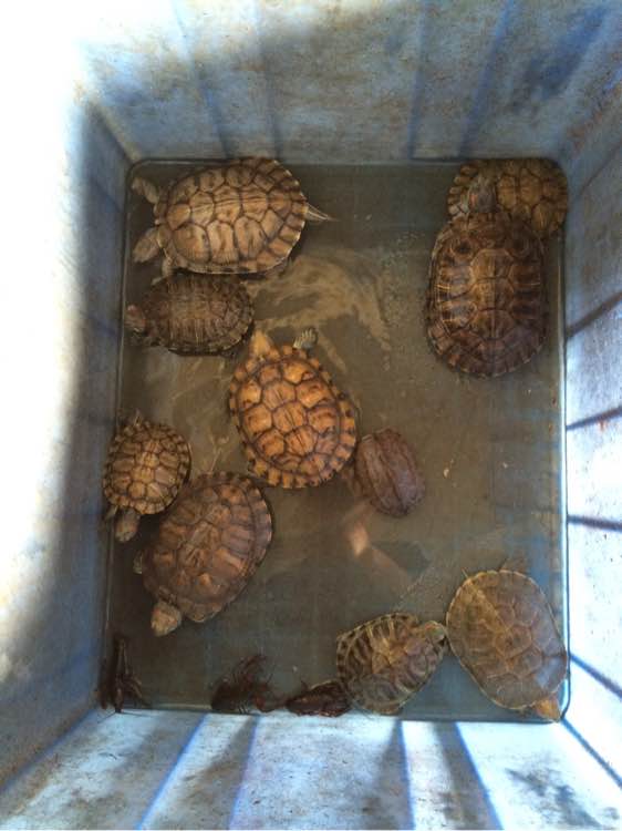 江边抓到一群乌龟,在河里抓的超大的巴西龟