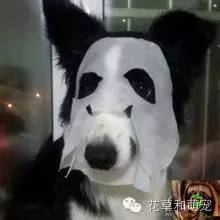 狗狗贴面膜,狗狗敷面膜