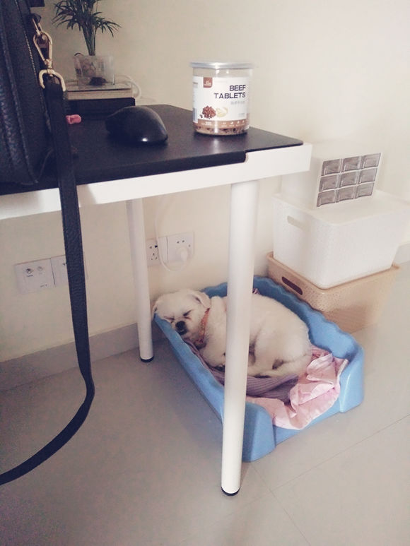 拯救狗狗不被蜜蜂蜇,拯救狗狗原版