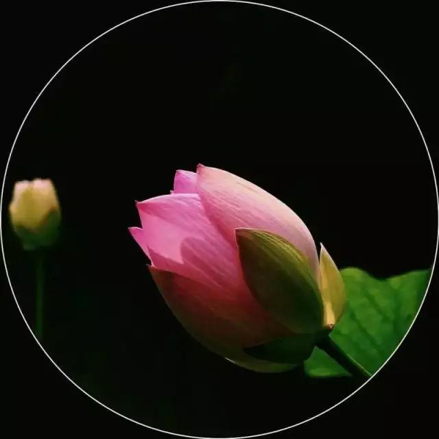 优秀手机摄影作品的五个要素,手机拍的作品