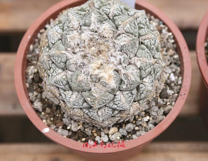 骨灰级玩家玩“萌肉”竟合伙*私走**