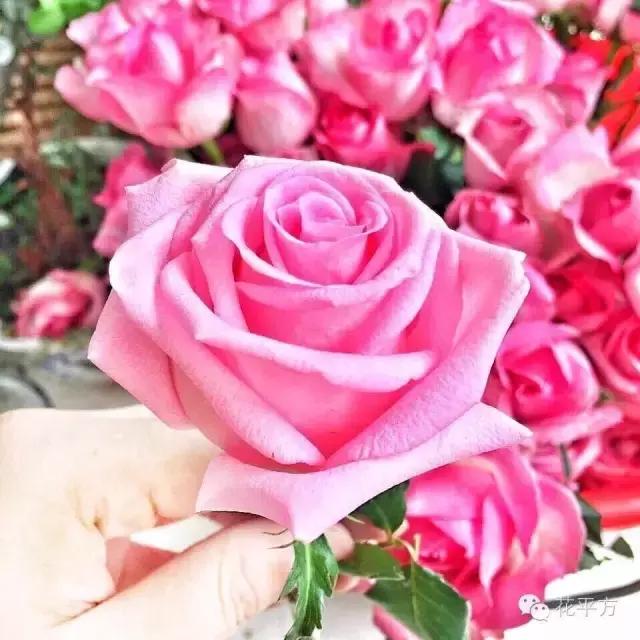 厦门鲜花每周一花,厦门每周一束鲜花订花平台