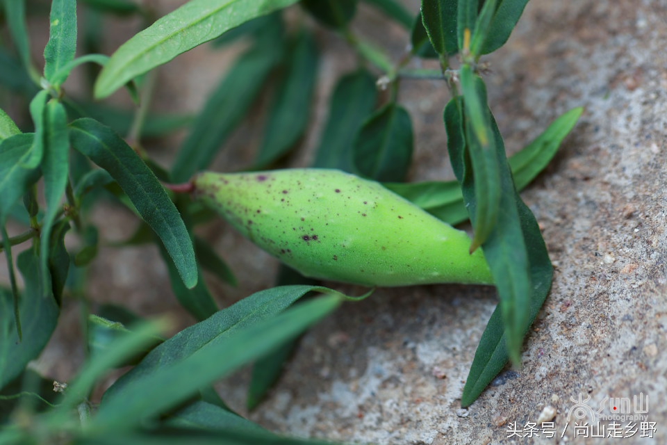 炎炎夏日山中纳凉,炎炎夏日山间小溪带来一丝清凉
