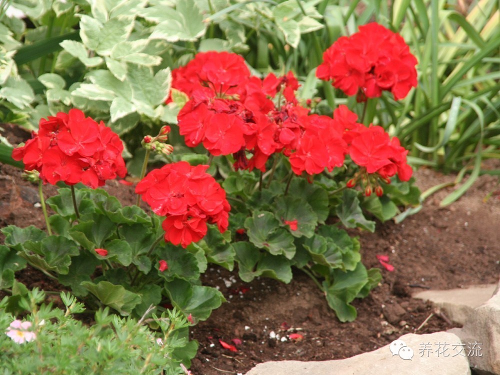 20种一二年生花卉,22种花朵