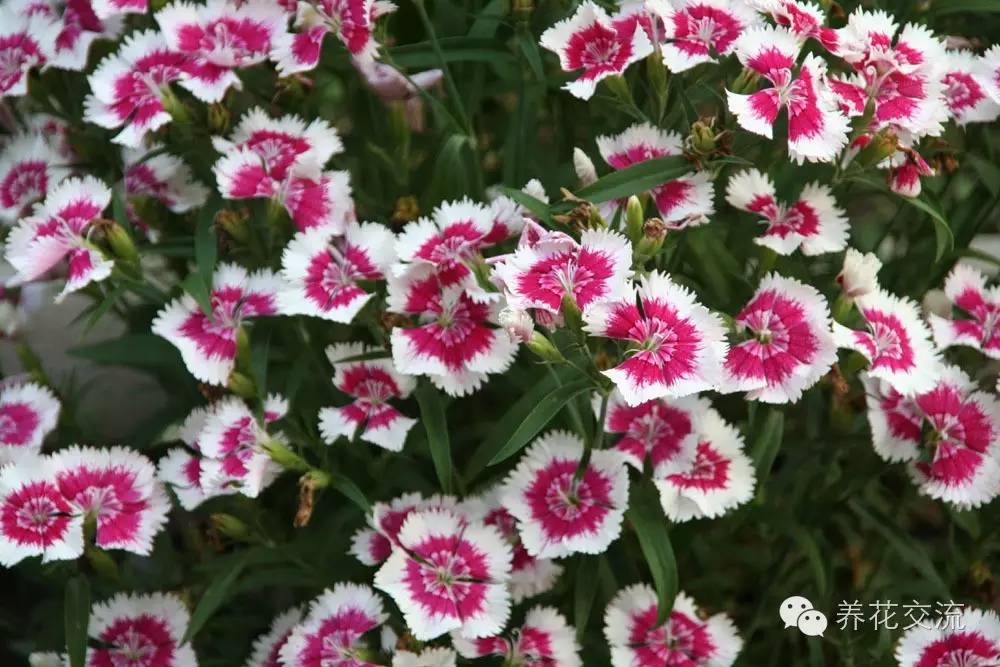 20种一二年生花卉,22种花朵