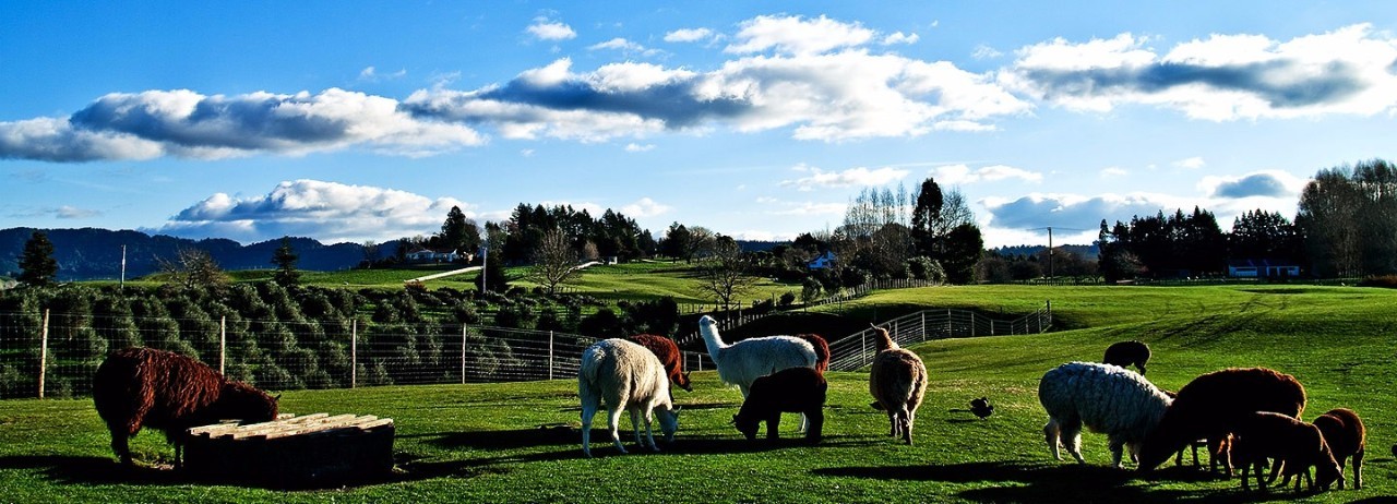 惊呆!上海一套房的钱,居然能在爱尔兰买岛?