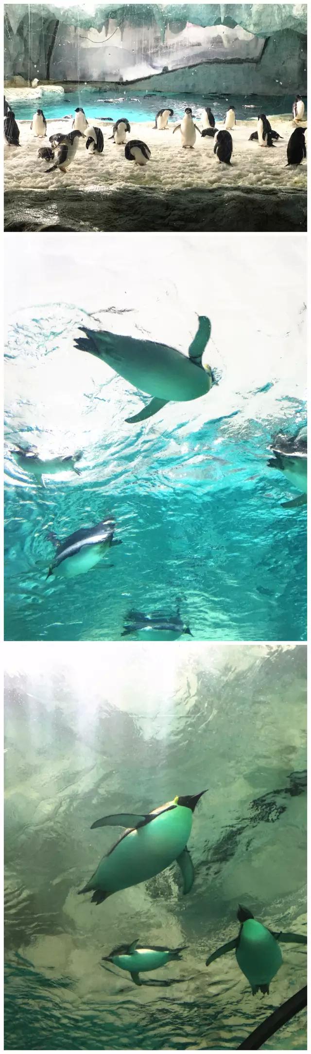 珠海长隆海洋王国游玩攻略暑假,两天一夜珠海长隆海洋王国攻略