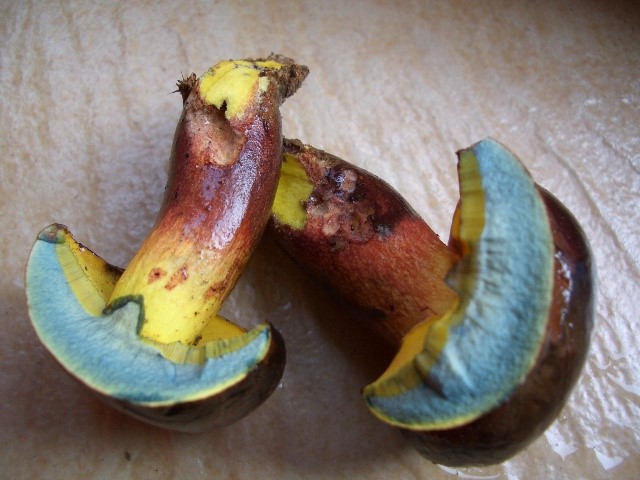 常见的小蘑菇有哪些,常见小蘑菇