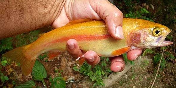 淡水三文鱼和虹鳟鱼的区别,三文鱼和淡水虹鳟的区别