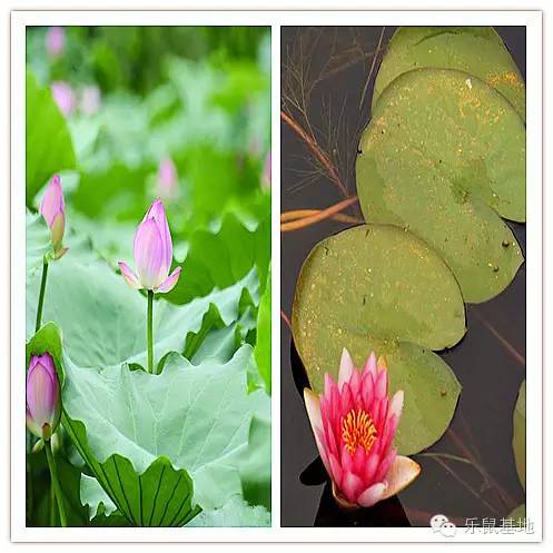 莲花很美,莲花应该怎么吃