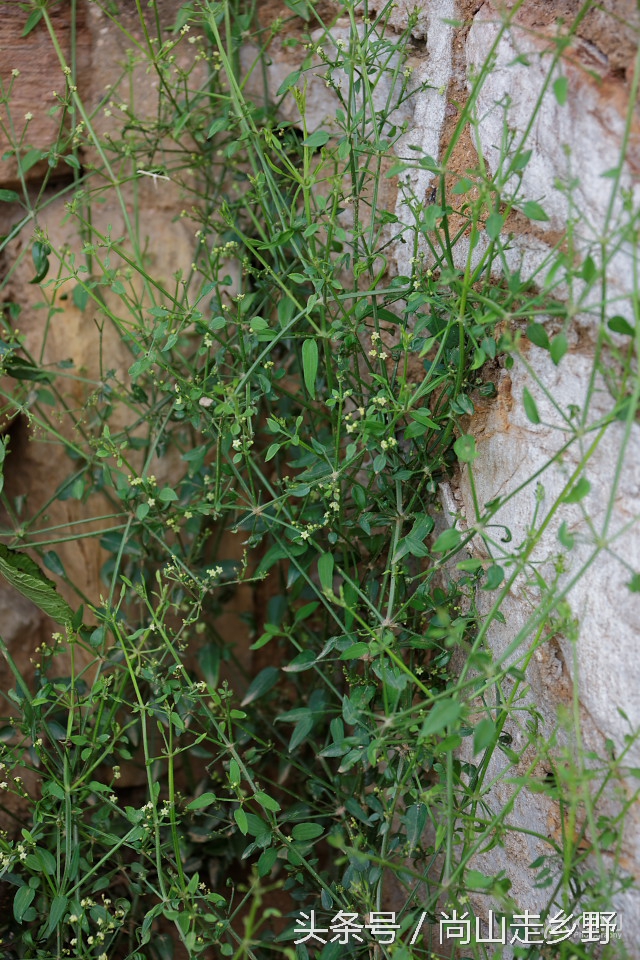 农村人用的红色染料是什么,人类最原始的染料