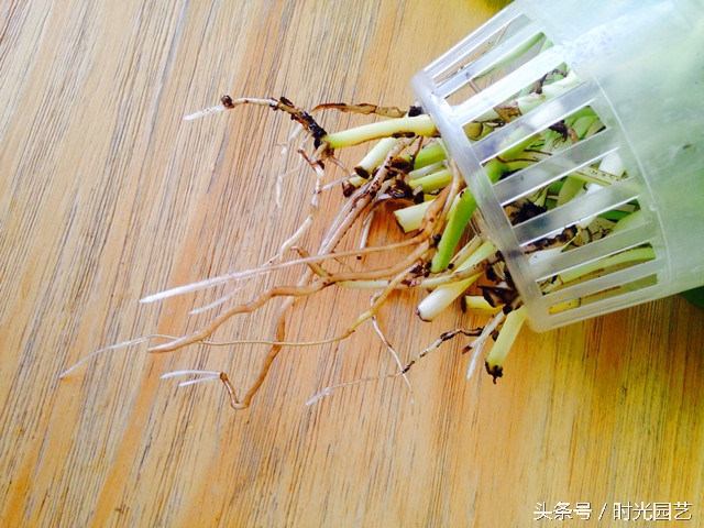 水培绿萝的自然笔记,水培绿萝和水培吊兰