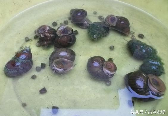 田螺和泥鳅混养前景如何,致富经田螺泥鳅黄鳝莲藕鱼混养