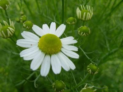 皮肤暗黄长痘长斑怎么调理,皮肤黄暗沉长痘如何零成本改善