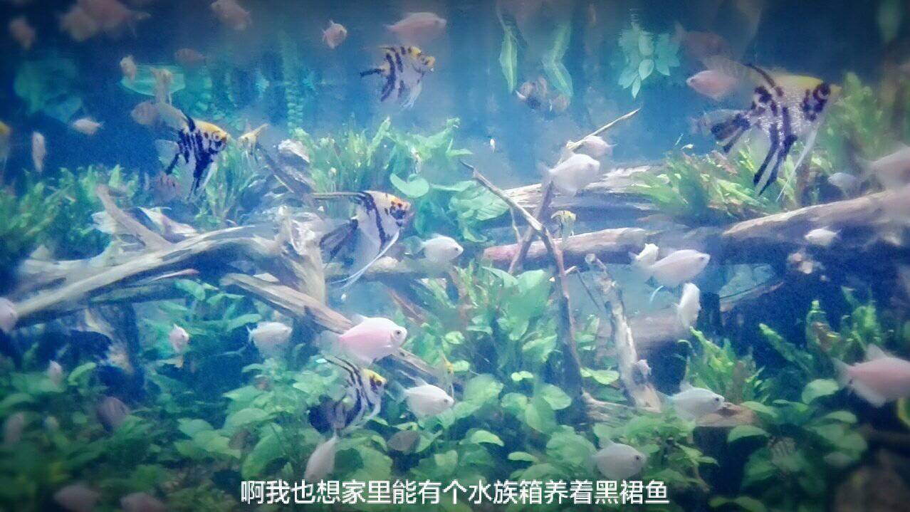 水母死后会变成水不留痕迹,水母死后真的会变成一滩水吗