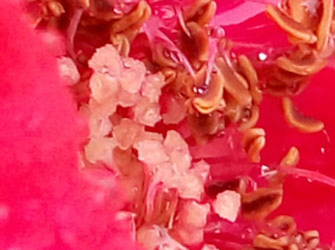 魅族mx6深度评测,魅族mx6曝光图