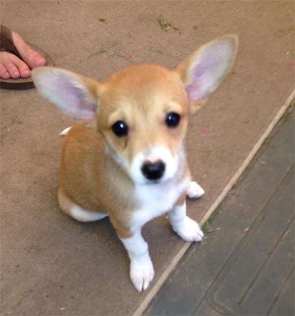 柯基和土狗的混血儿,马犬和柯基的混血后代