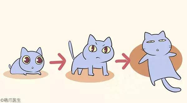 小奶猫用奶粉新手如何喂,怎么教新手猫喂奶