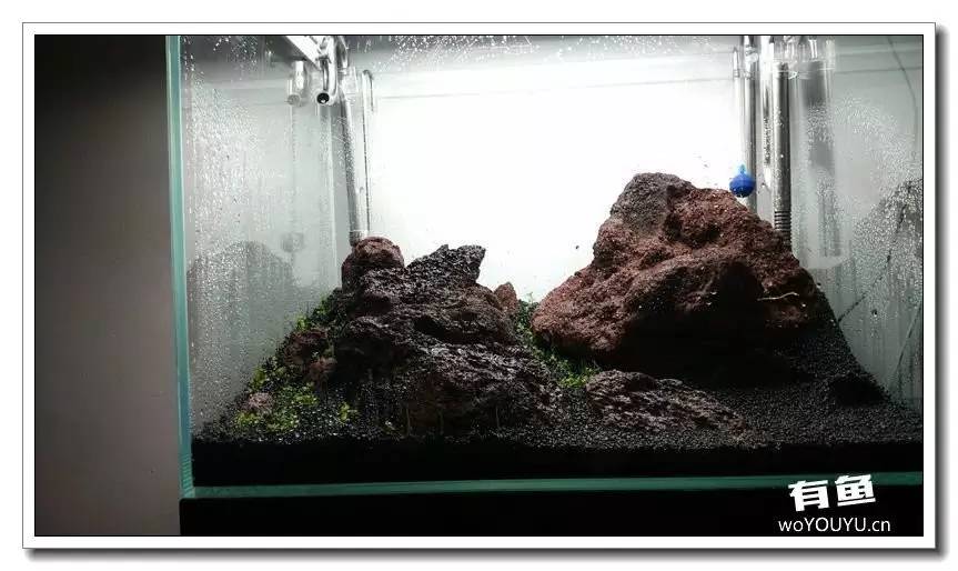 新手小白原生缸开缸教程,鱼缸怎么用高锰酸钾开缸详细教程