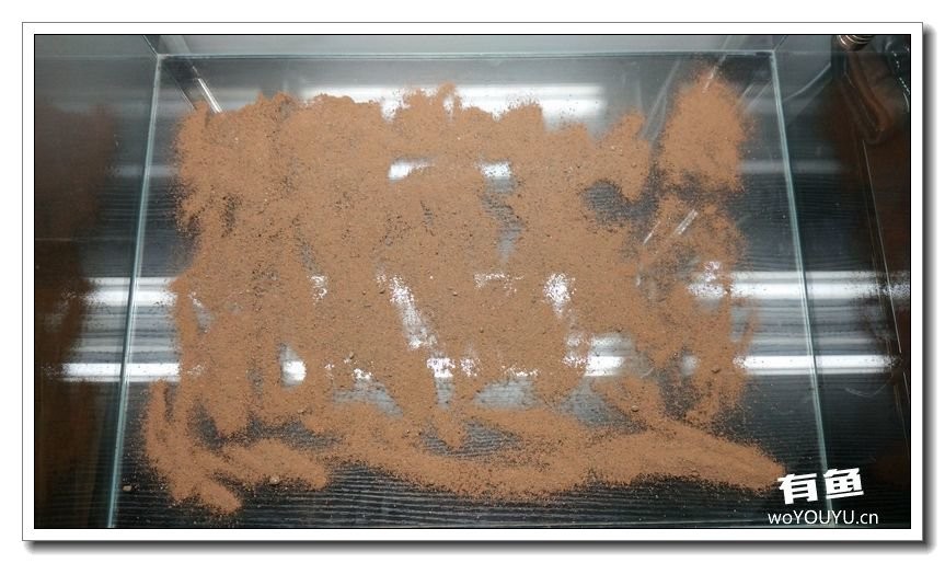 新手小白原生缸开缸教程,鱼缸怎么用高锰酸钾开缸详细教程