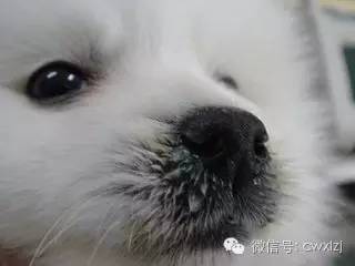 狗得了犬瘟热以后家里怎么养狗,狗狗得了犬瘟热最佳治疗方法