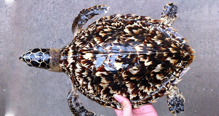 辟邪风水吉祥物,风水辟邪用品大全