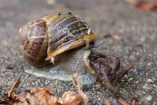 蜗牛为什么有营养,蜗牛为什么会产生大量的热