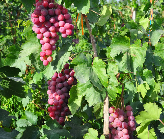 采摘葡萄游玩,最美葡萄园风景